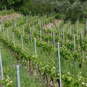 Cà Dei Conti San Bartolomeo Al Mare